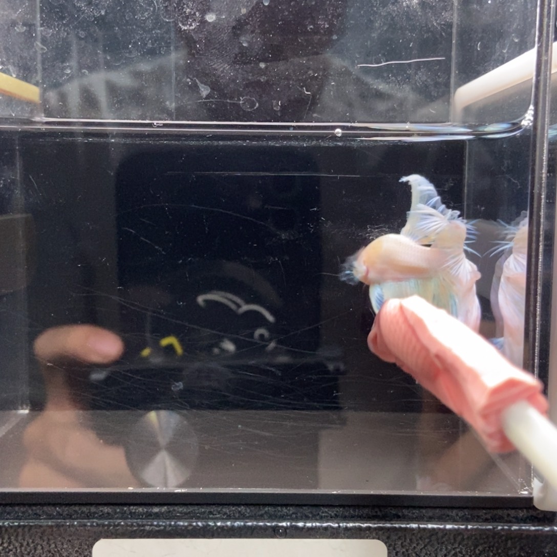 斗鱼哈哈哈啊哈哈哈哈117