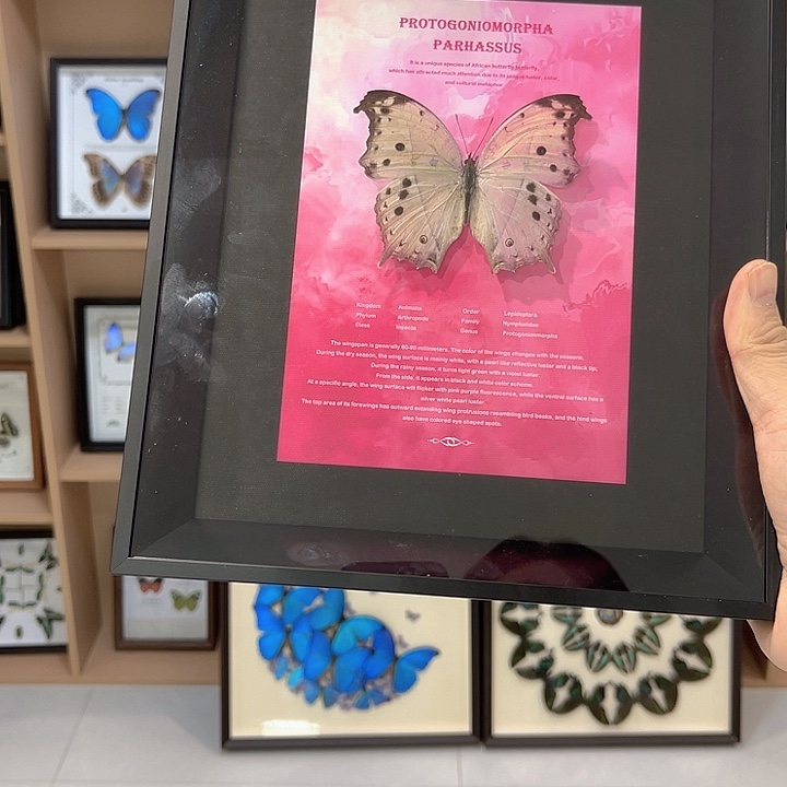 有机玻璃绿贝蛱蝶