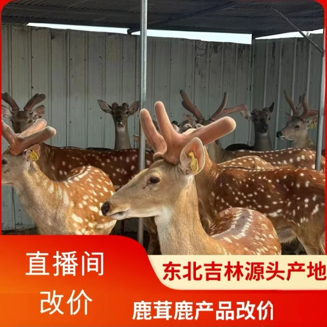 【鹿兜儿】改价专用链接 直播间选购 一物一拍 正品保证 中国双阳