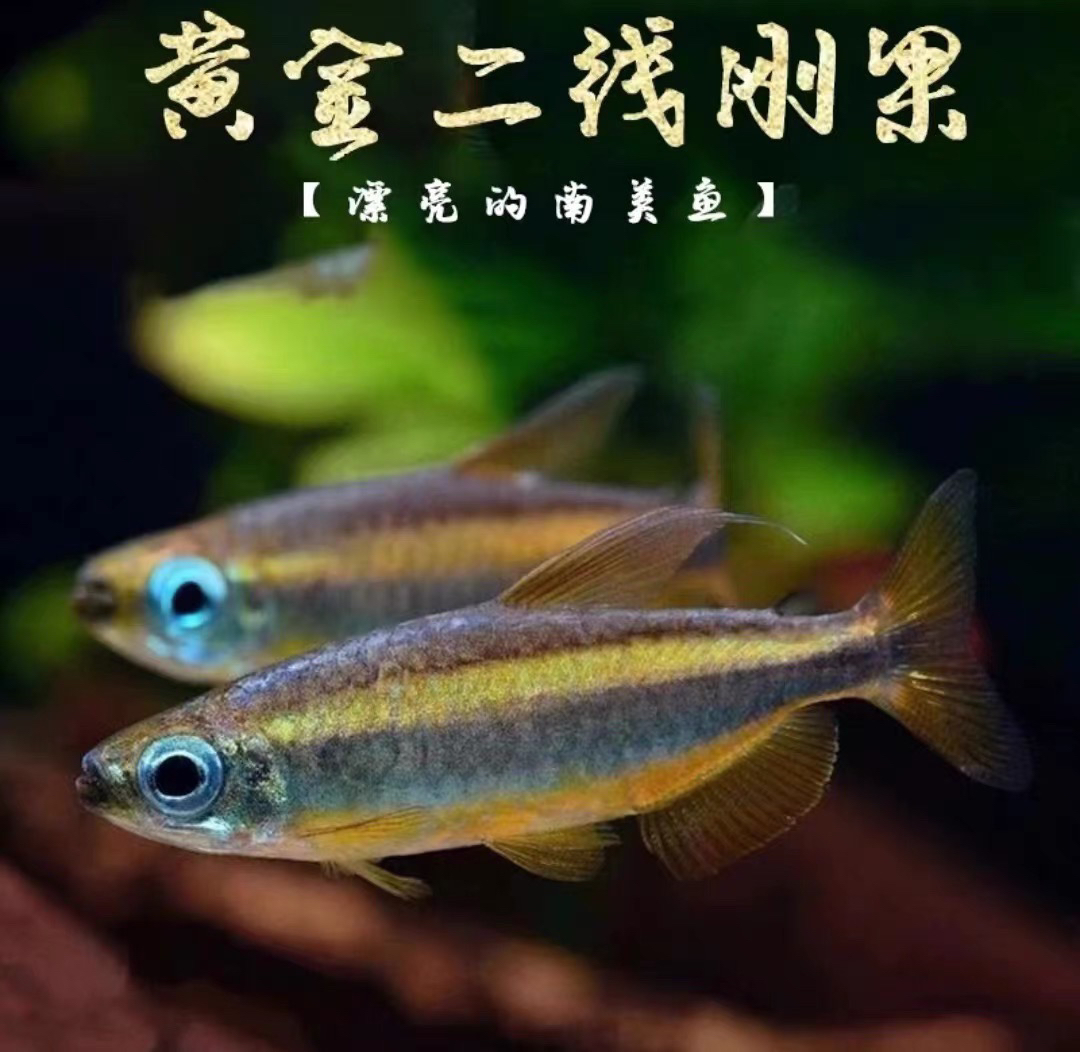 黄金二线刚果灯鱼观赏鱼淡水小型热带鱼南美灯鱼（包邮）