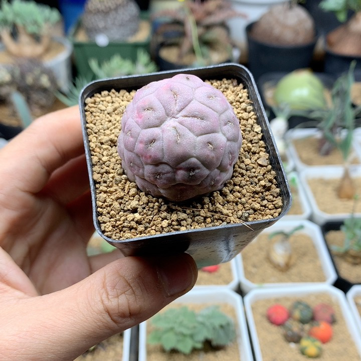 自根无刺习志野带盆