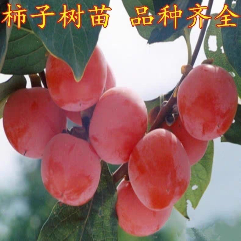 脆甜柿子树火晶柿子树南北方种植庭院种植牛心柿子好看不落果