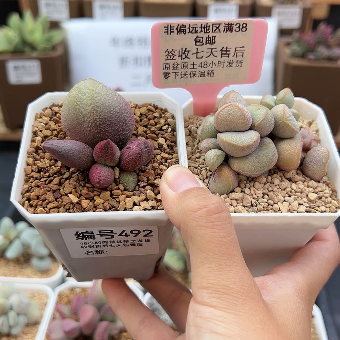 492少女心黛安娜多肉