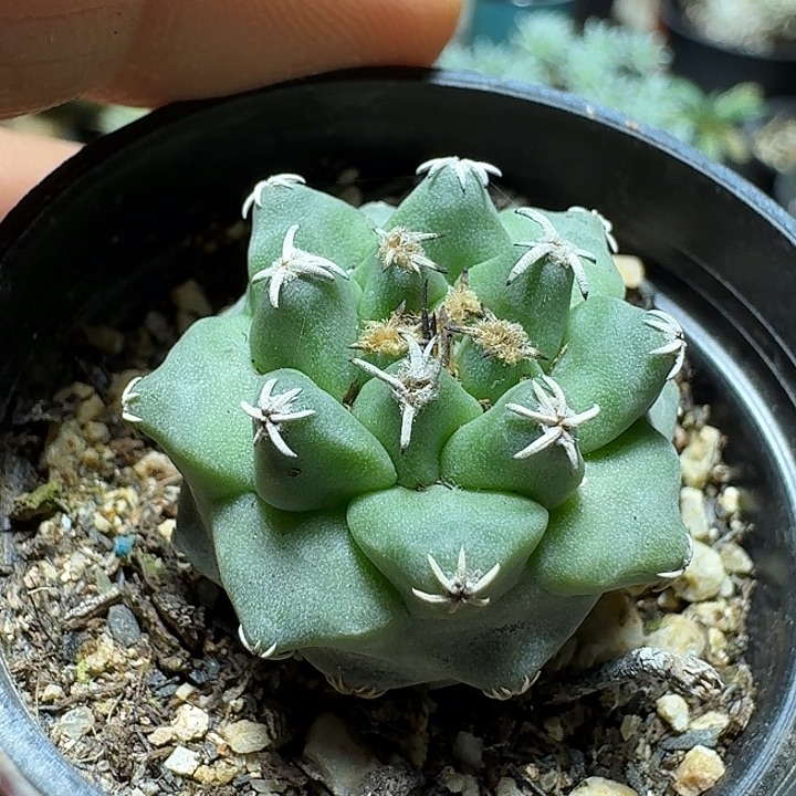 317x赤花娇丽脱土发货