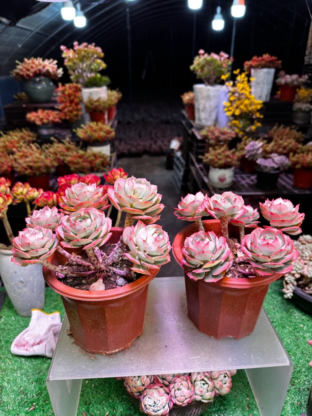 克罗地亚玫瑰（两盆）（满两单包邮）多肉植物