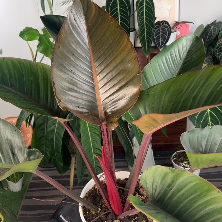 完全开放褪锦红刚果顶芽