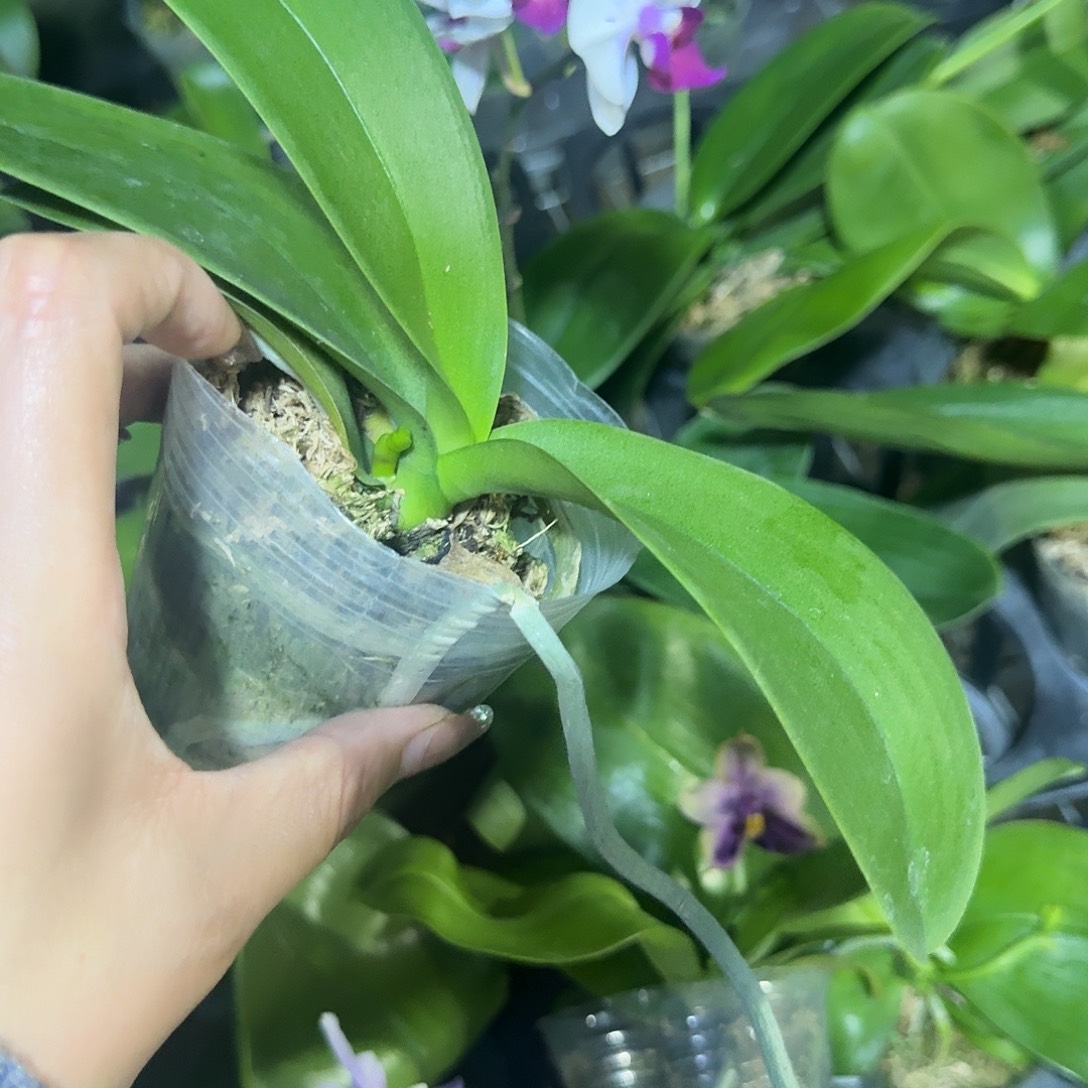 当前无花栽培后可以开花白闪2.8微瑕带梗
