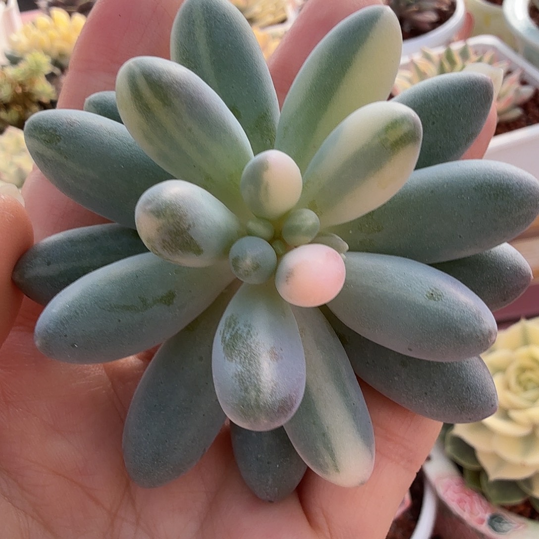 婴儿手指，头盖无根