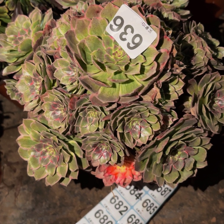 636玉芙蓉多肉植物不售后