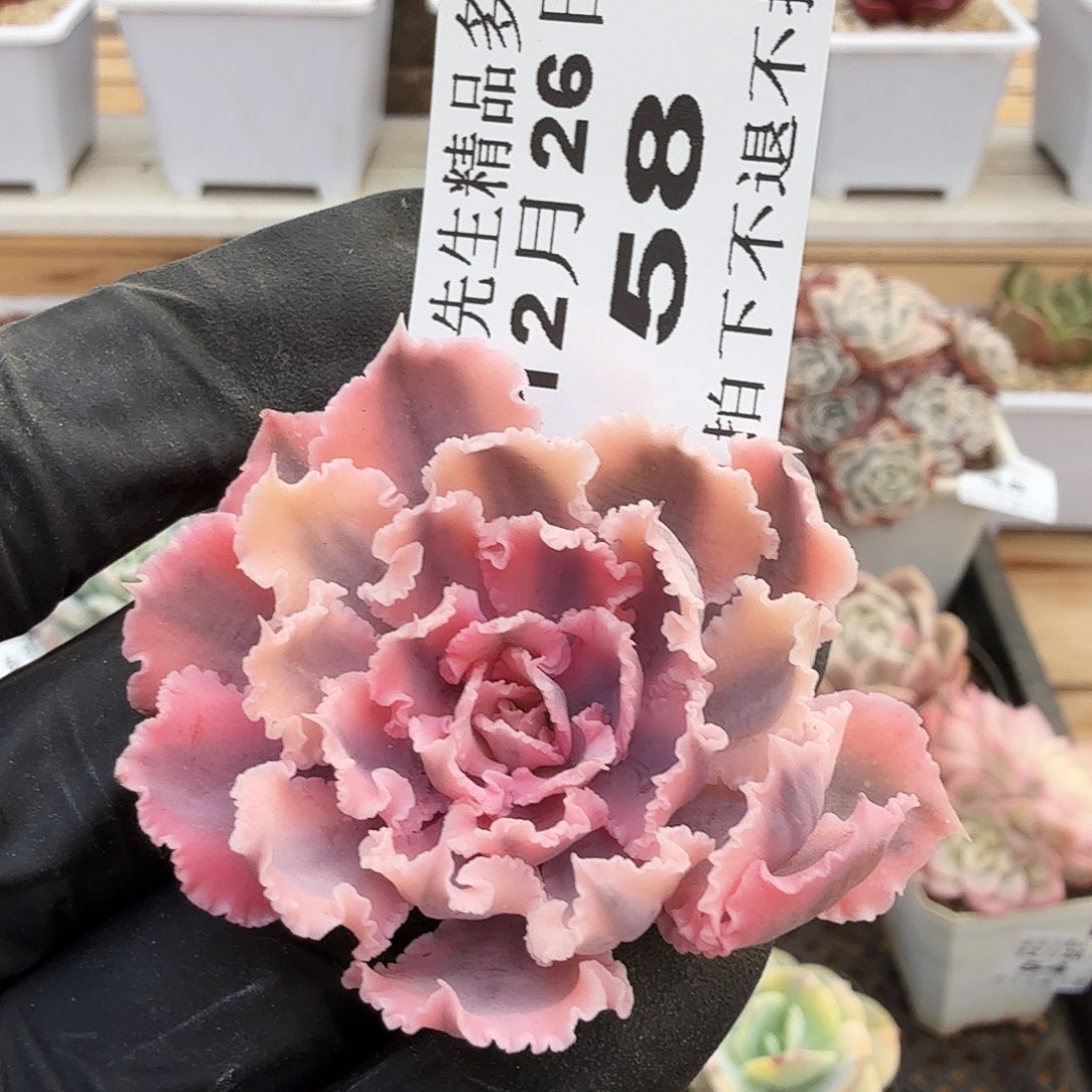 1226-58晚霞之舞锦头盖