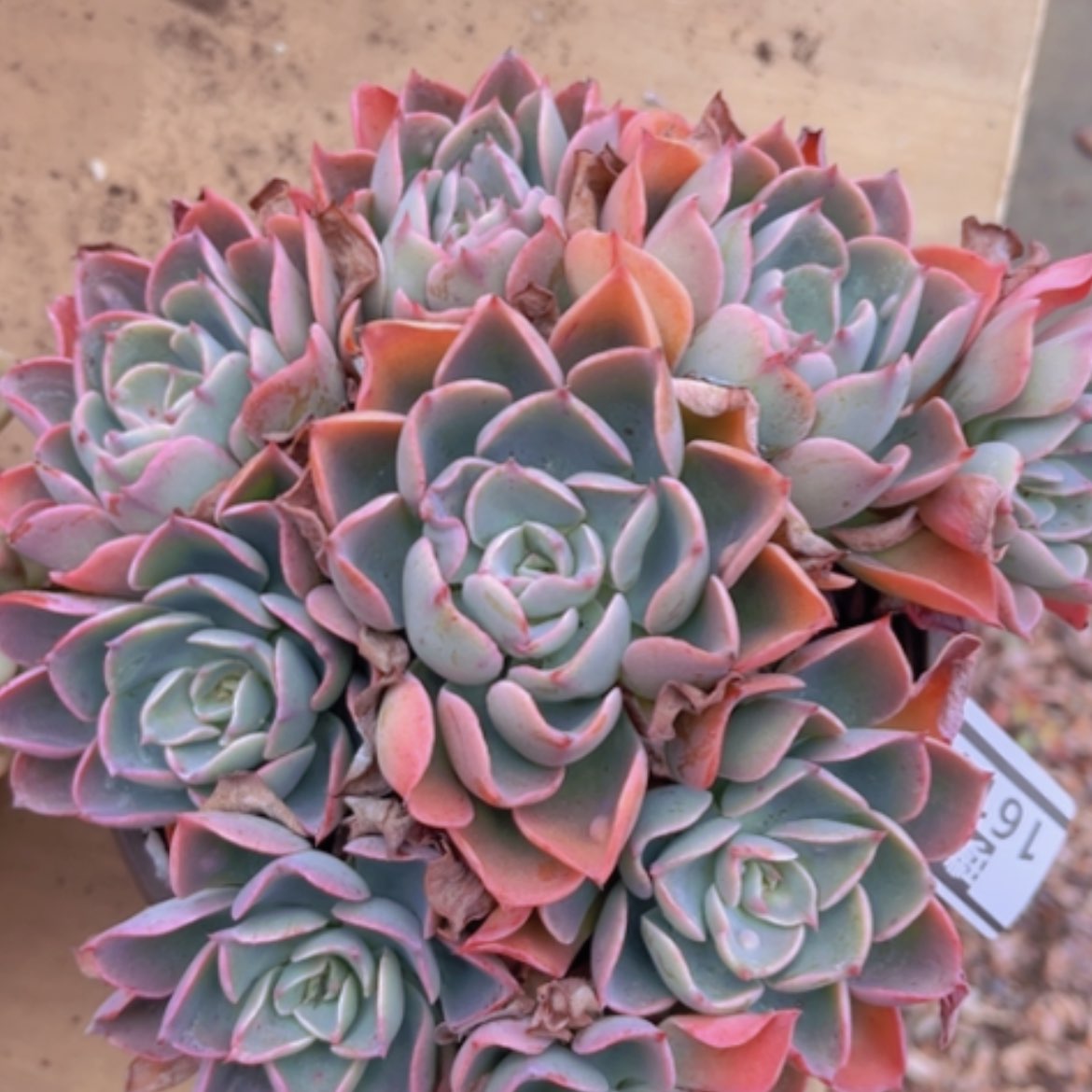 【闪购商品】雨滴16147