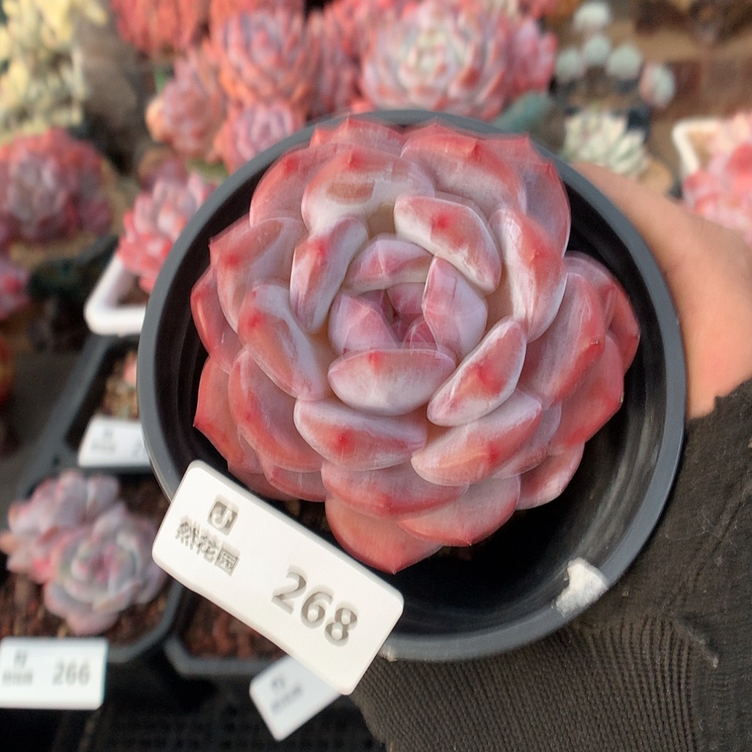 268粉星影多肉植物66666