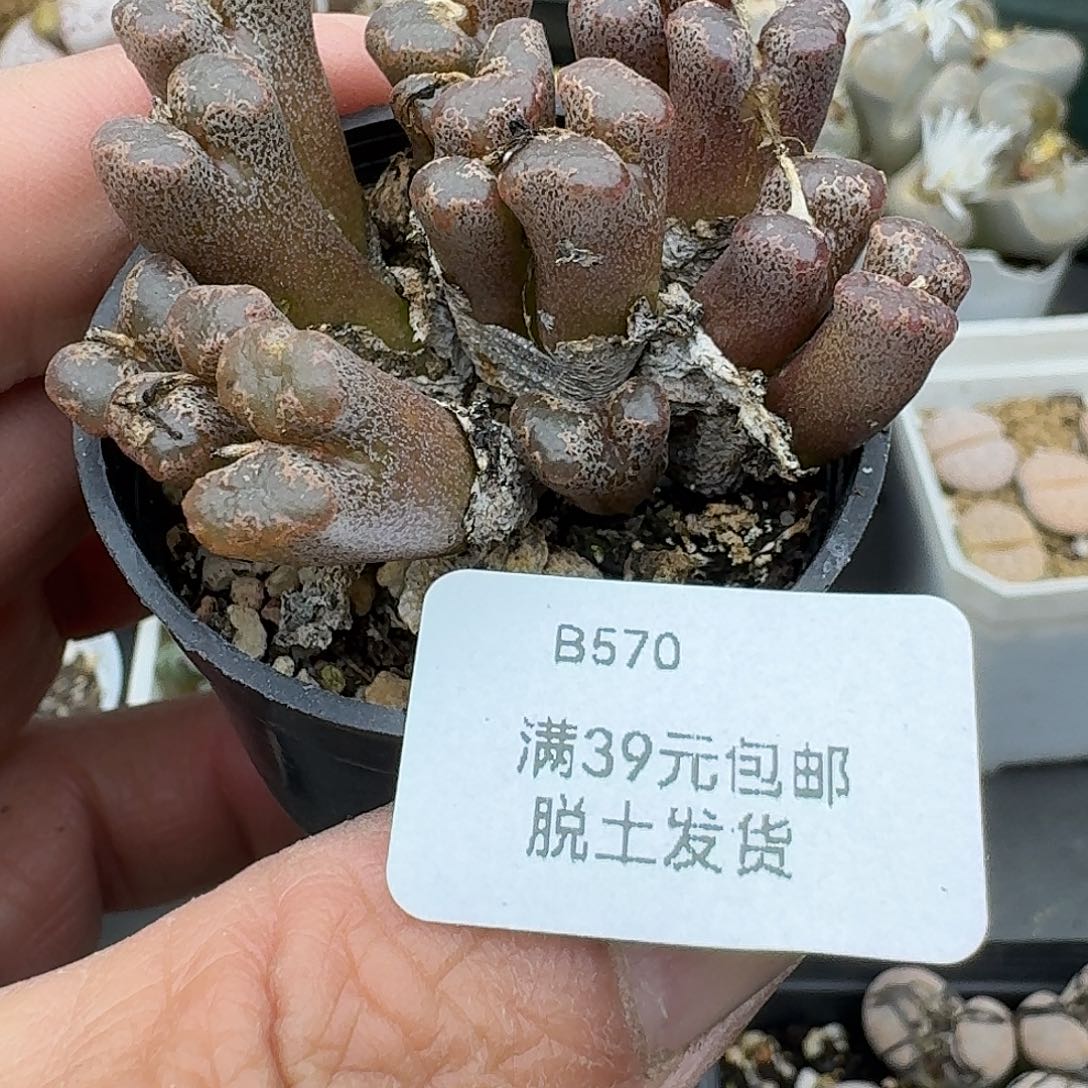 570腿长介意勿拍哈哈哈