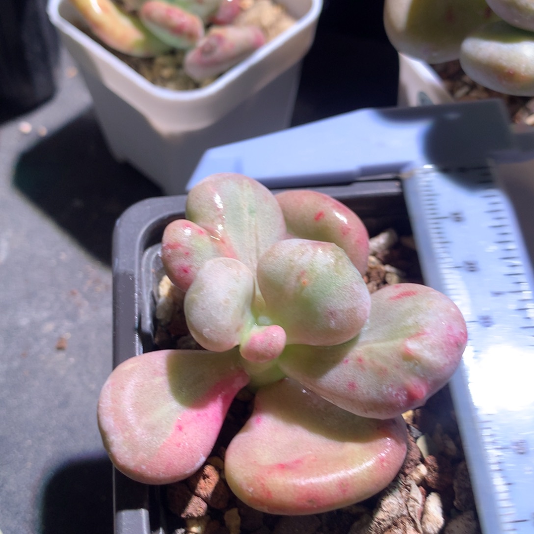 枫***桐油煎嚯哈哈哈哈哈