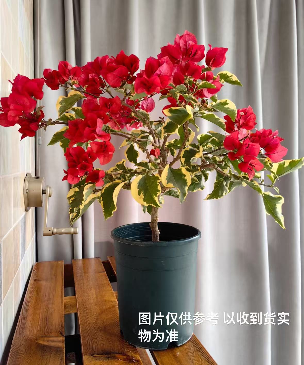 【金边花叶红】【包对版】三角梅四季开花爬藤飘枝好养护【无售后】