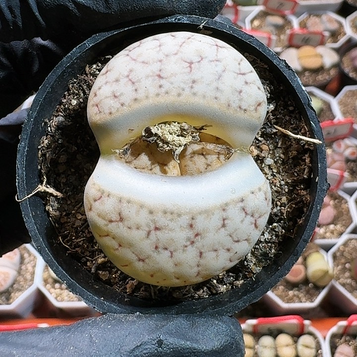 生石花111111111。   186