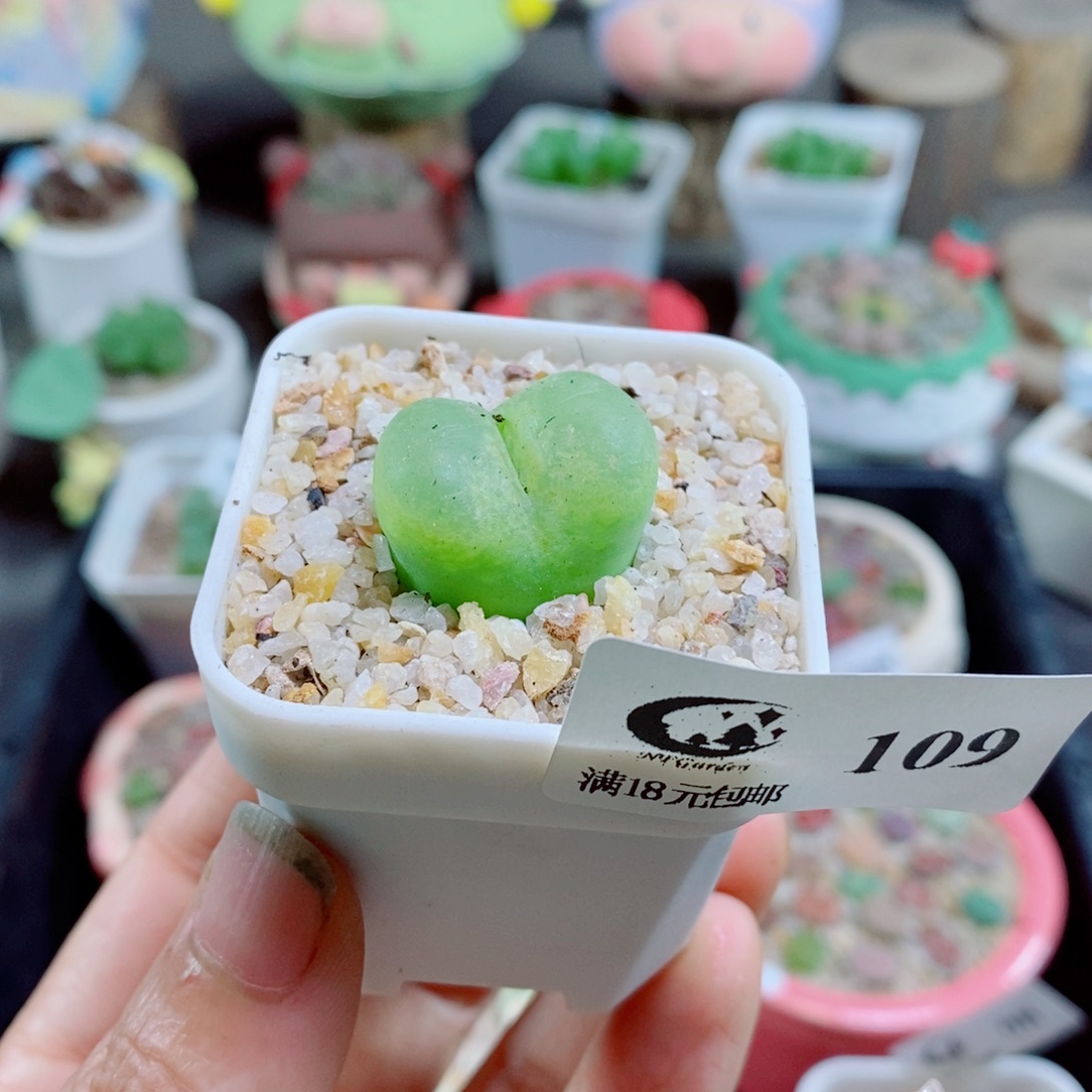 生石花花哈哈哈哈花花109