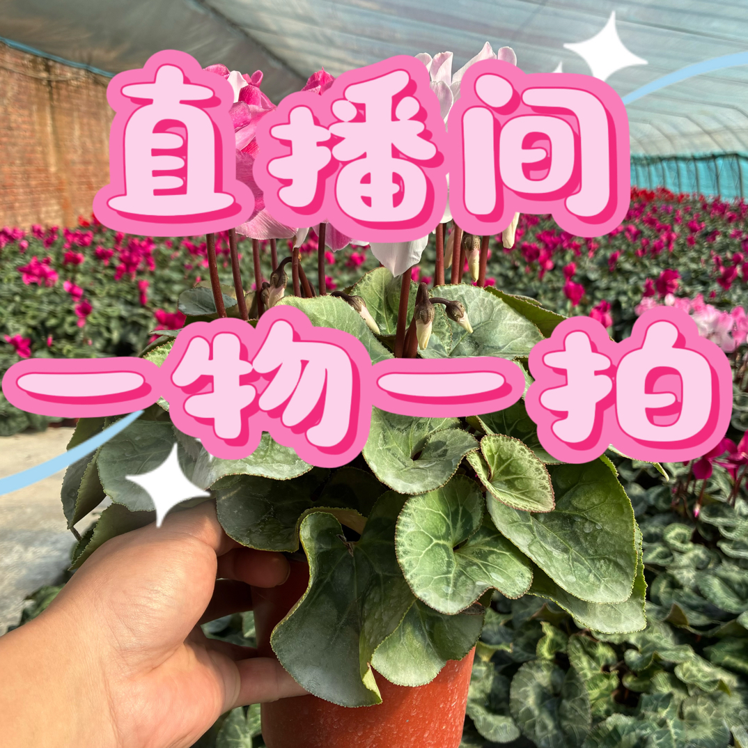 【一物一拍】仙客来一物一拍专属链接 看中先扣手机尾号后四位