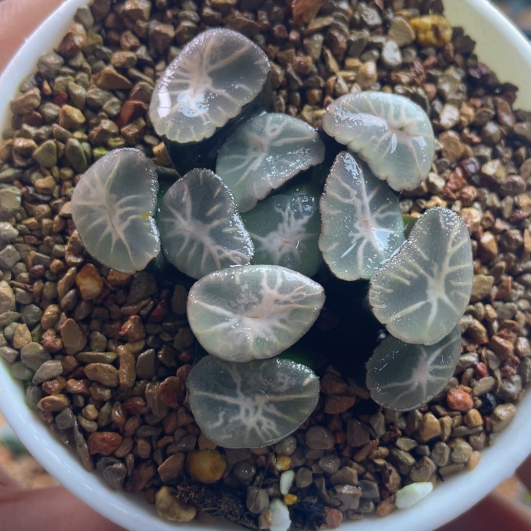 22.十二卷多肉冰雷万象。     