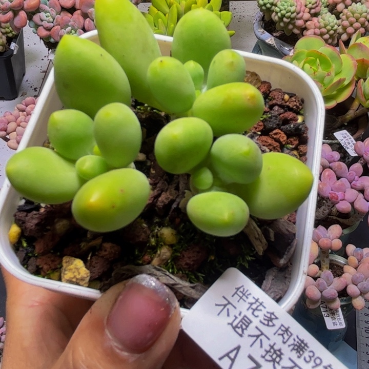 芒果奶酪734/6cm多肉