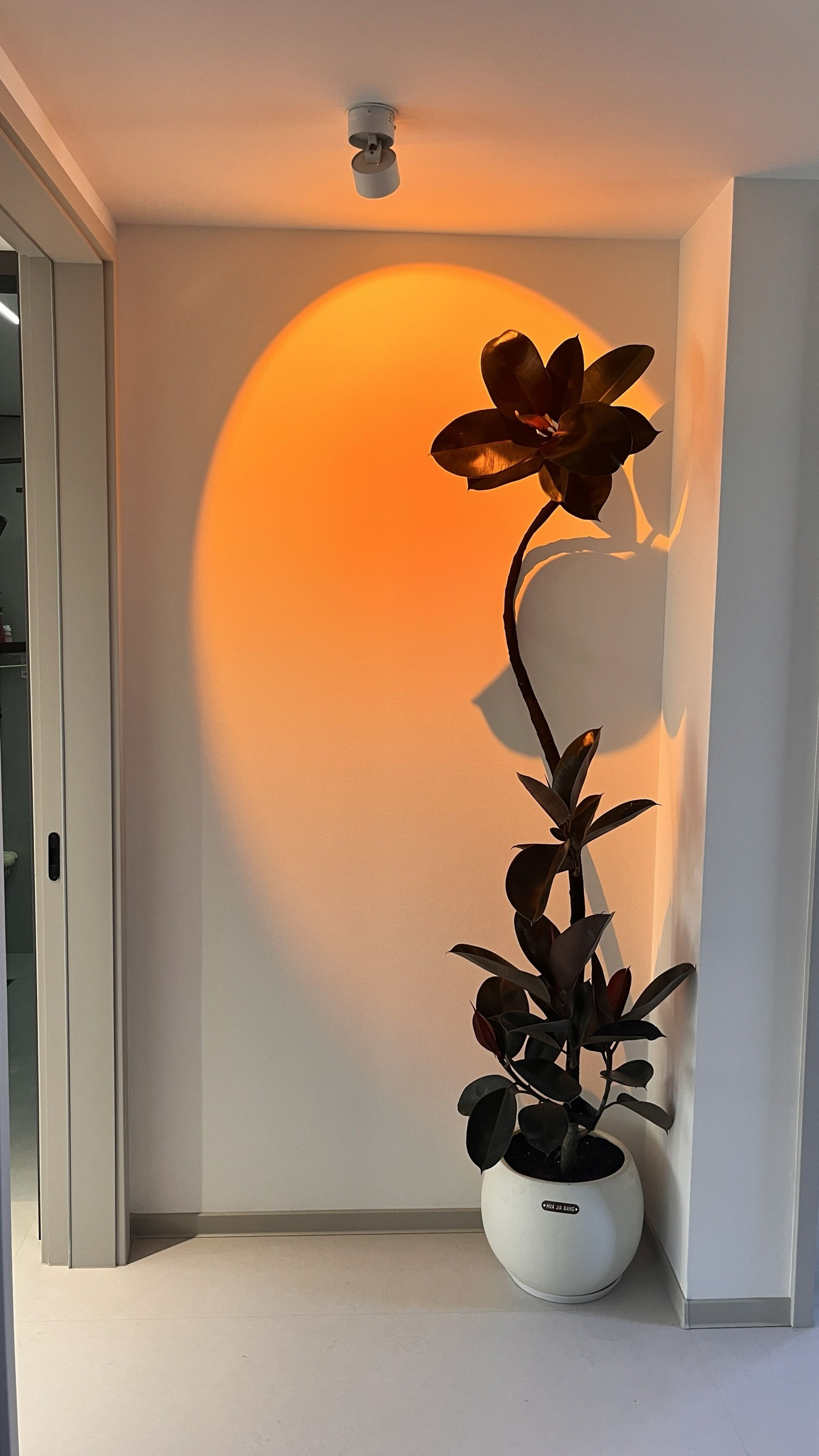 造型黑金刚网红橡皮树室内净化绿植大盆栽观叶植物盆栽（一物一拍）