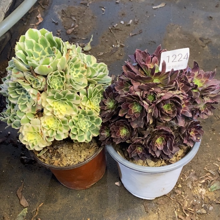 两盆多肉断头不包1224