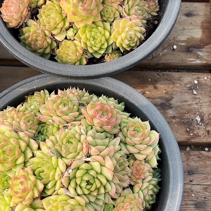 大盆        红女王