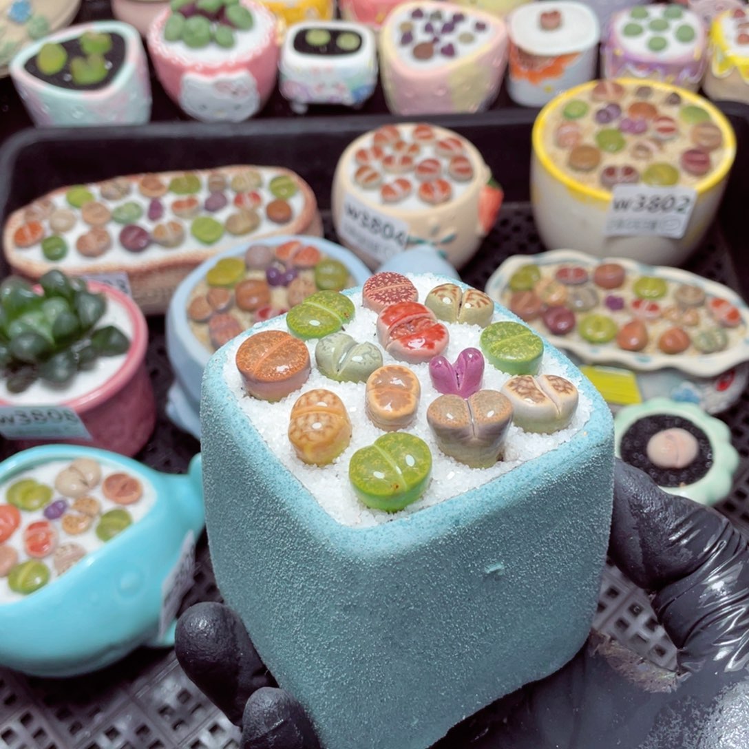 w3812--带盆土发货，零下地区拍保温箱