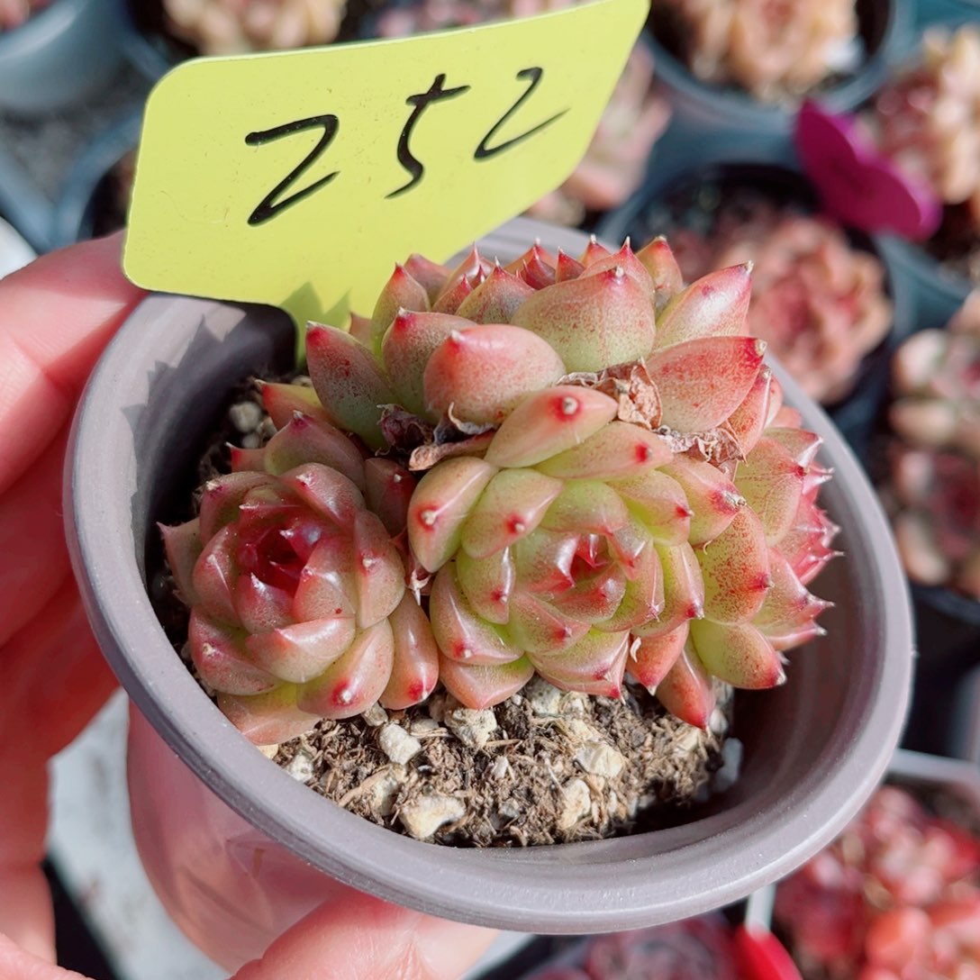 252号小老桩珍妮群