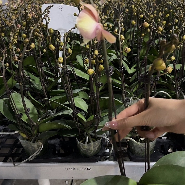 ～****大部分开放少量花苞彩虹