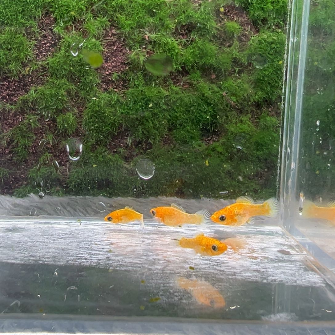 黑玛丽鱼鱼苗4条。 