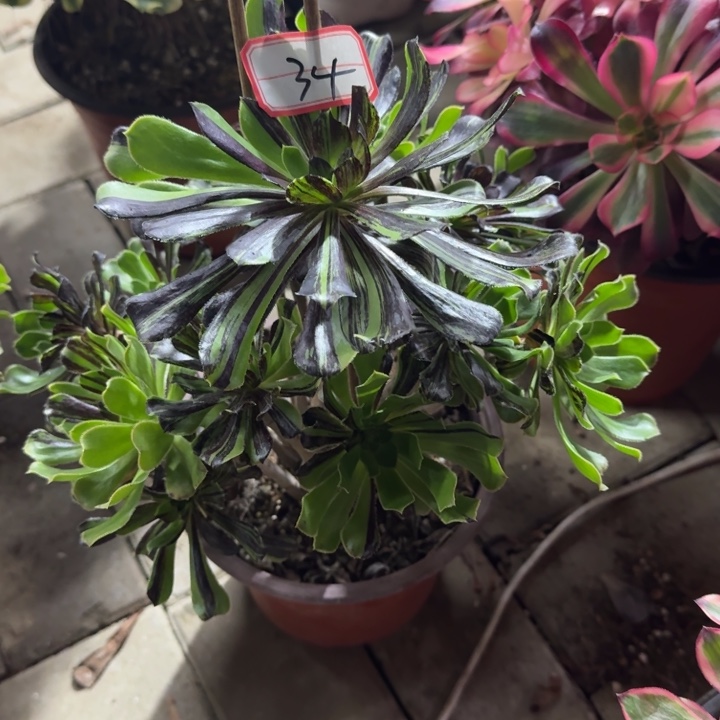 34号水墨丹青法师