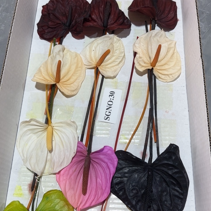 特价永生红掌混色渐变色15枝装SGNO：30