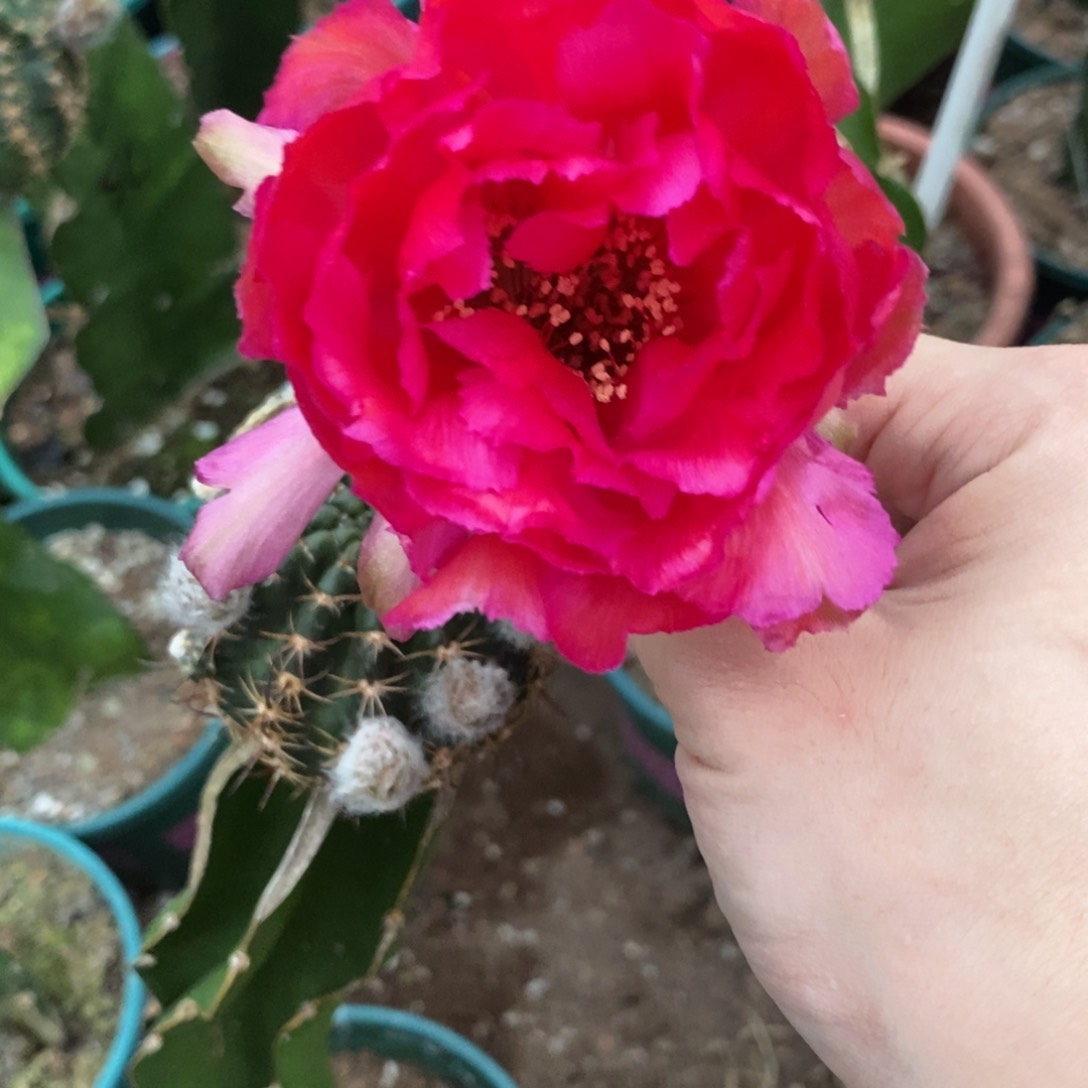 新品丽花L50绣谱母本一个