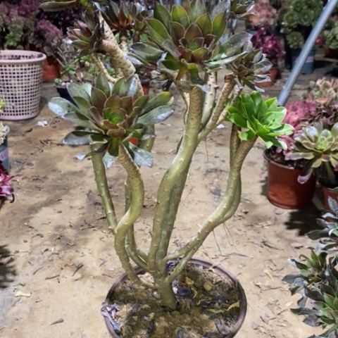 灰法多肉植物023