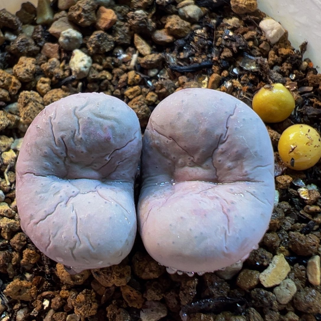 110多肉植物百科奶油嘴