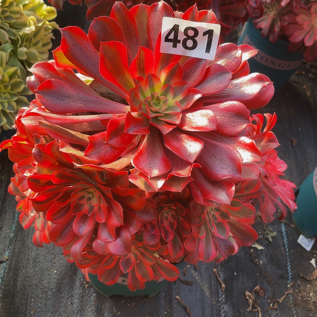 多肉法师481号美杜莎发货不包损