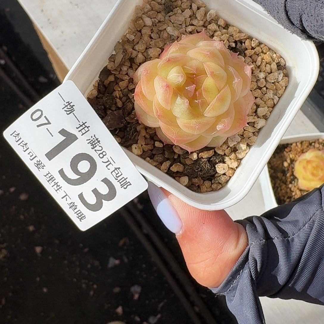 珍菲无盆土发货无盆