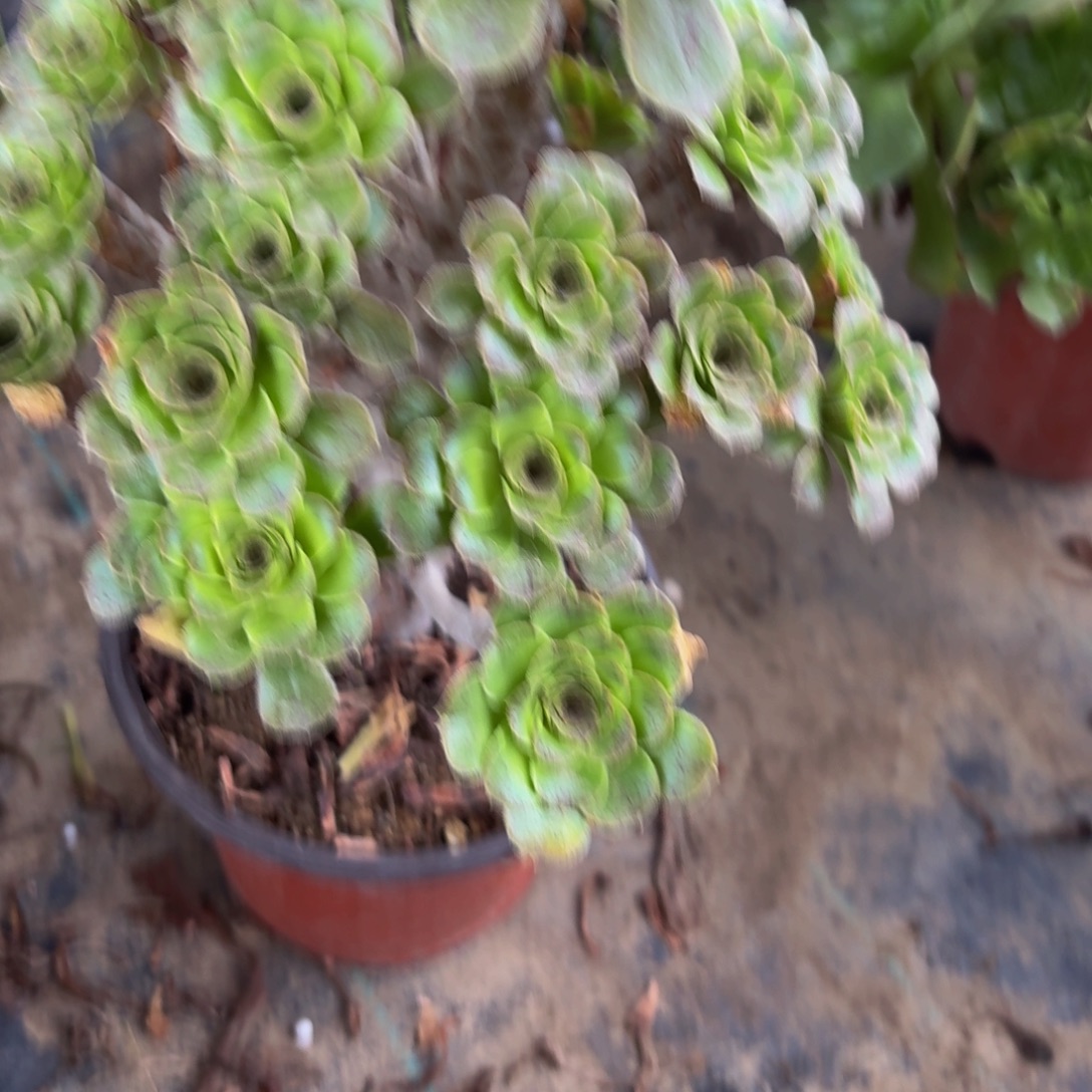 236多肉植物捧花的时候