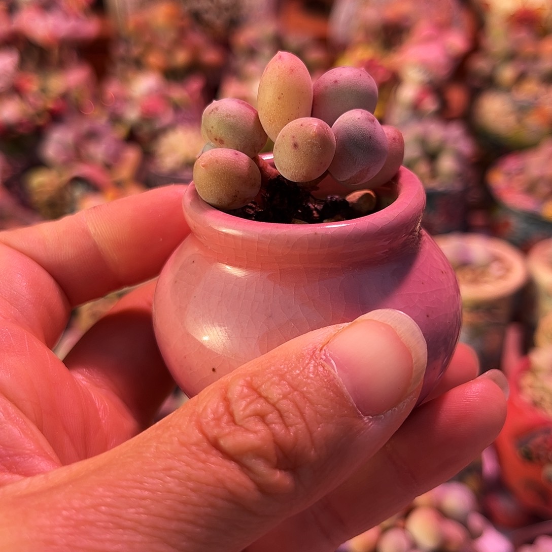 米可奶酪一物一拍