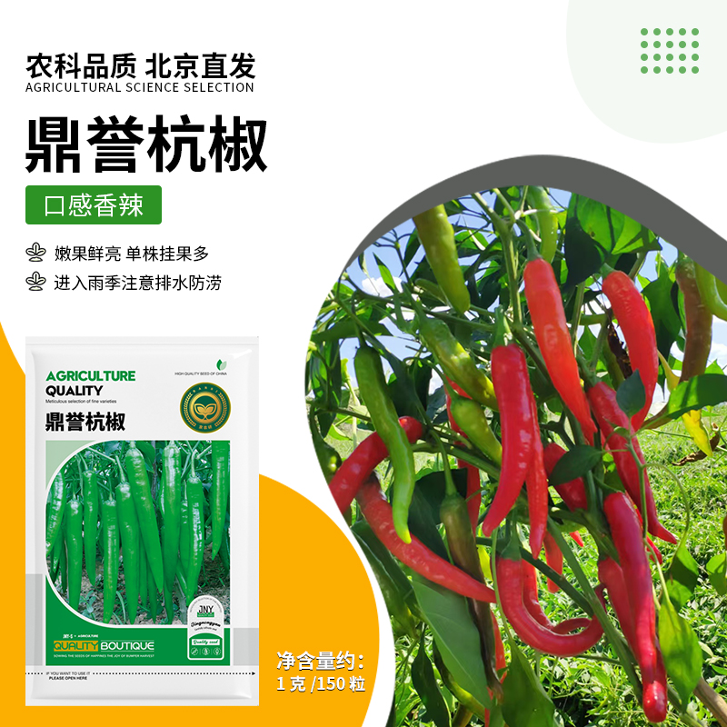 【农科院推荐杭椒种子】香辣鼎誉辣椒种子阳台盆栽菜园大田年货节