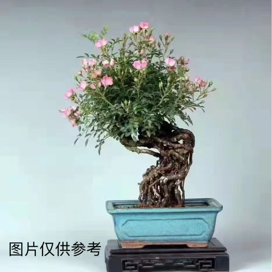 姬蔷薇 盆景老桩 循环开花 一物一拍直播间选购请勿擅自下单
