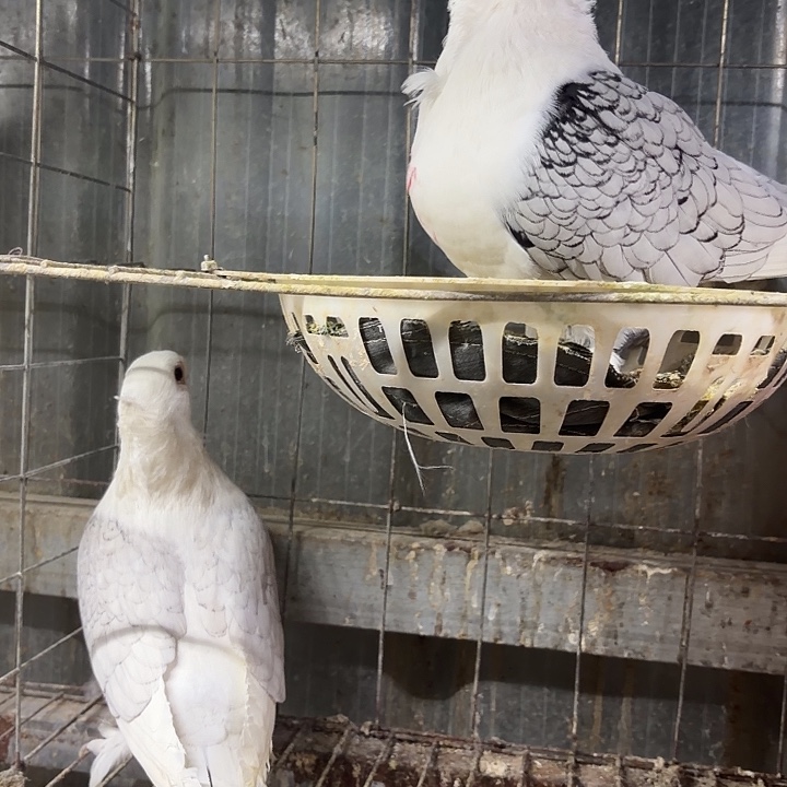 肉鸽乳鸽一对中国大陆包装乳鸽