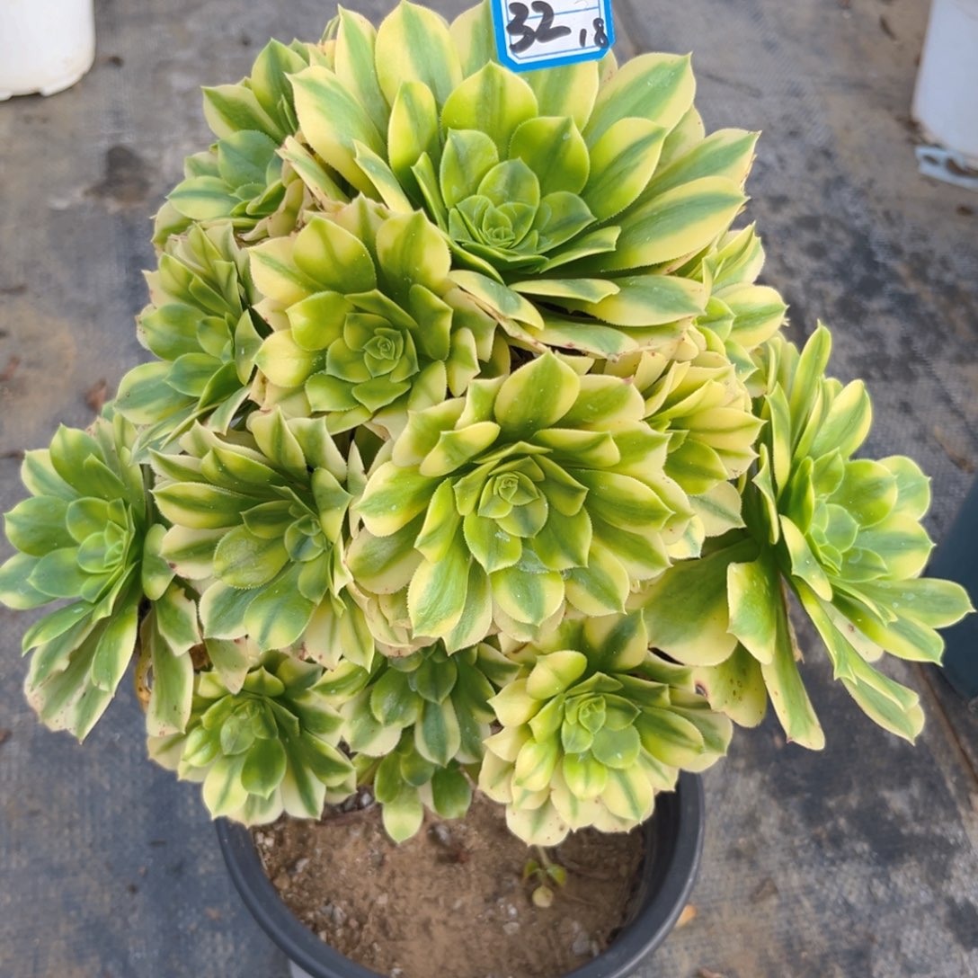 32金丝翡翠法师多肉