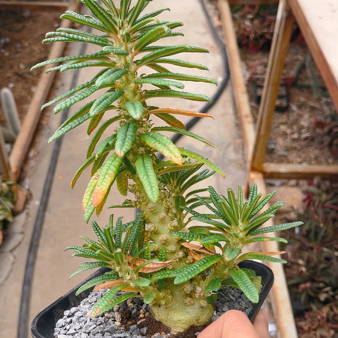 泡泡叶巨琉桑粗桩多头