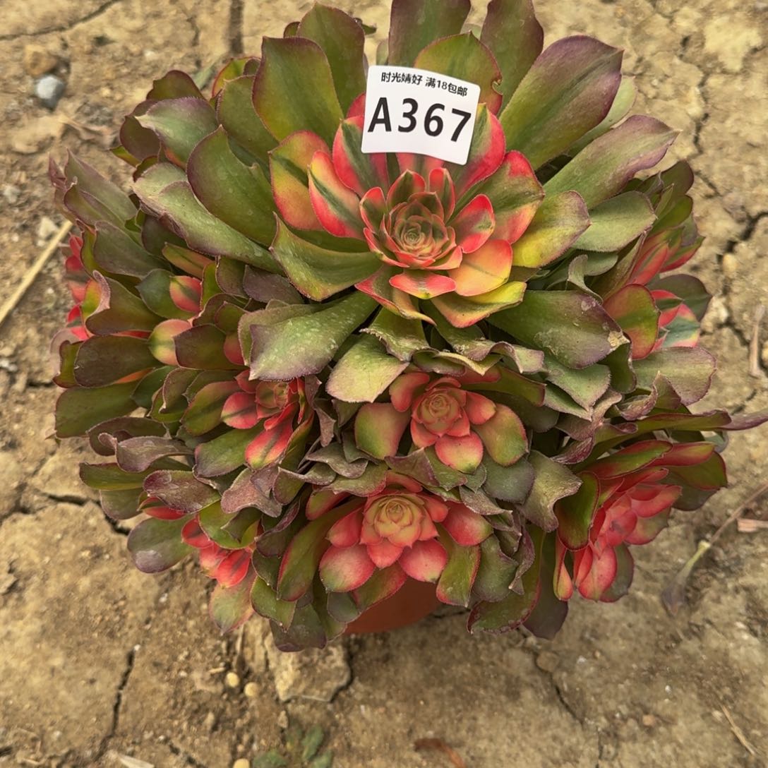 367洛神多肉植物