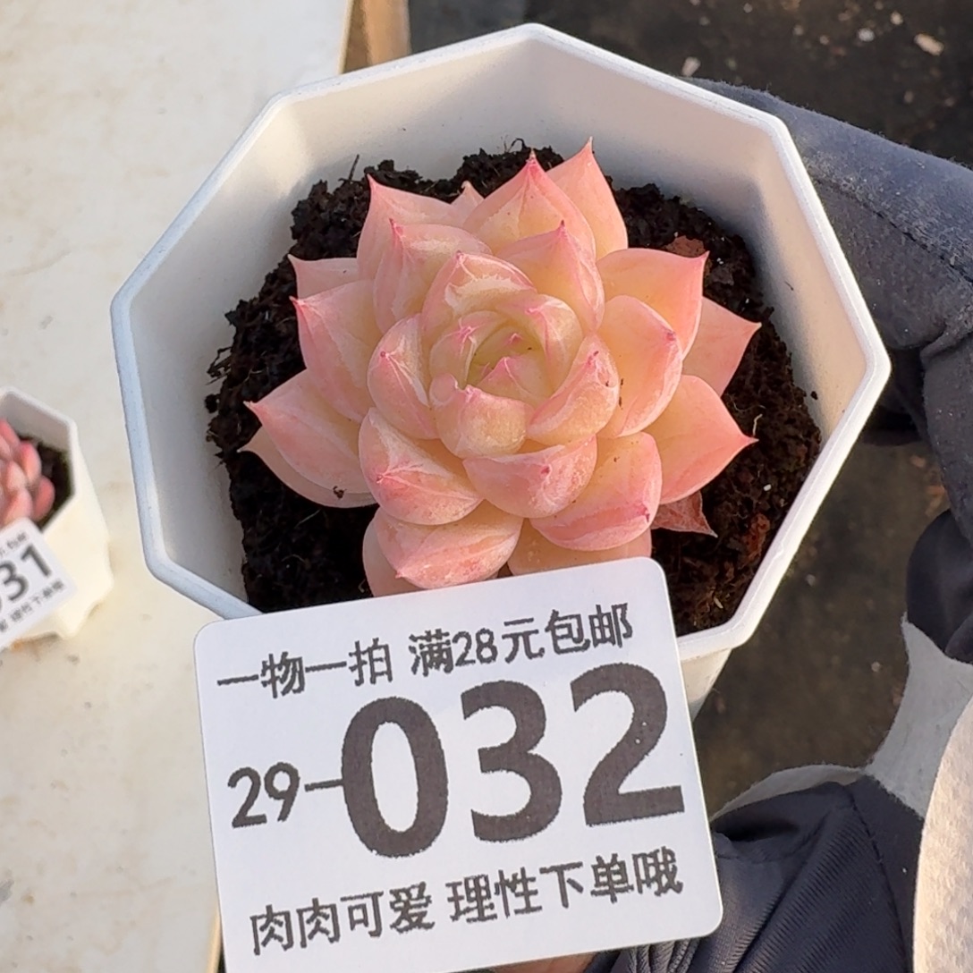 水晶玫瑰无盆土发货