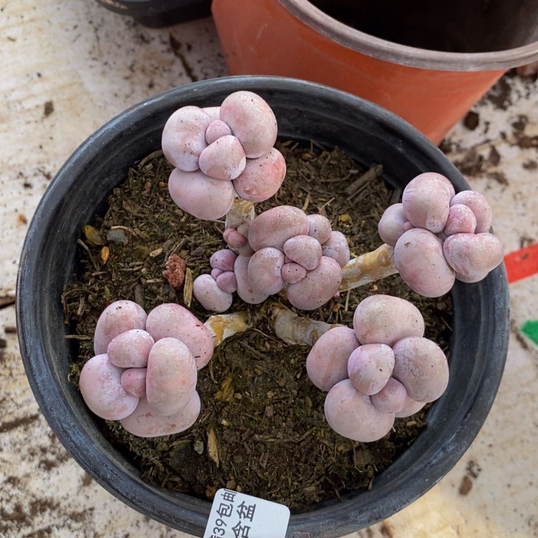 芭比奶酪639/9c m