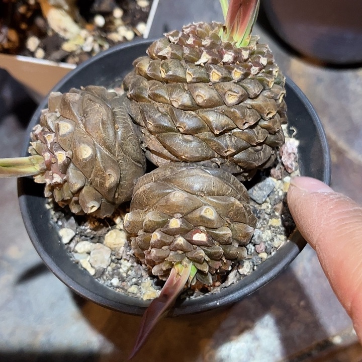 满38包邮2天凑单，脱土晾根发货多肉植物铁甲丸