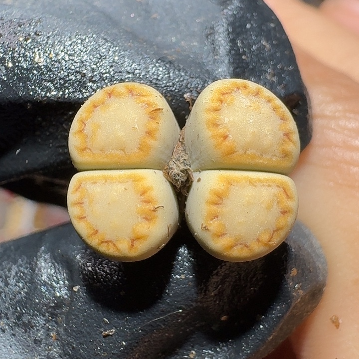 生石花111121。 102